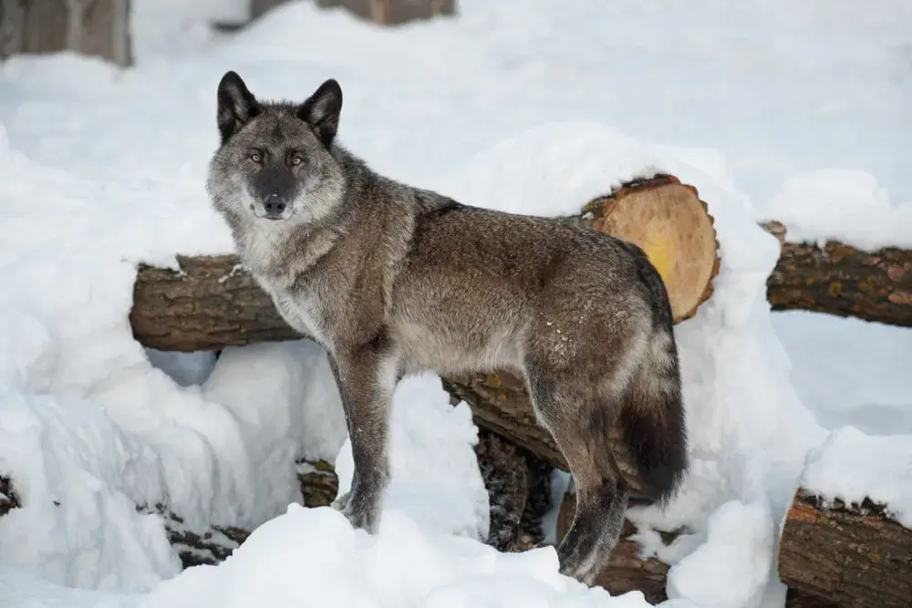 Alaskan Interior Wolf
