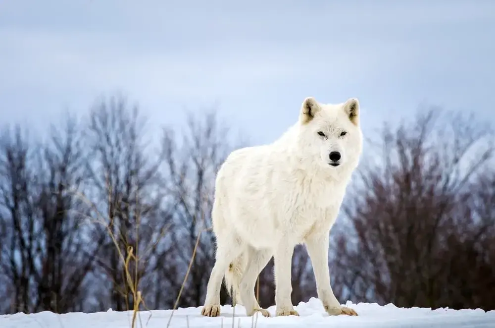Arctic Wolf