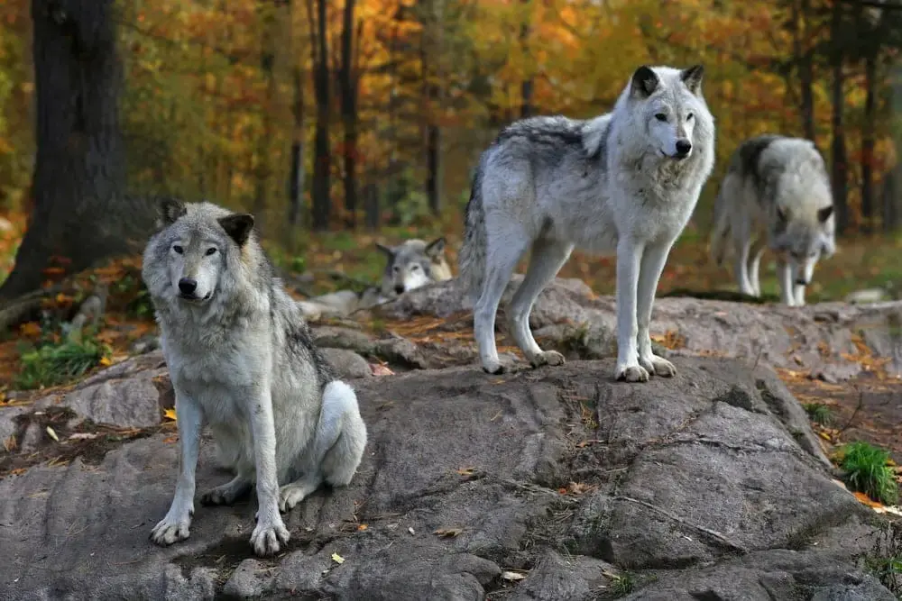 Eastern Wolf