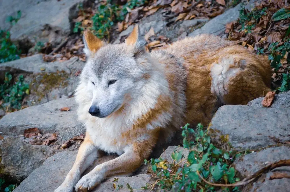 Himalayan Wolf