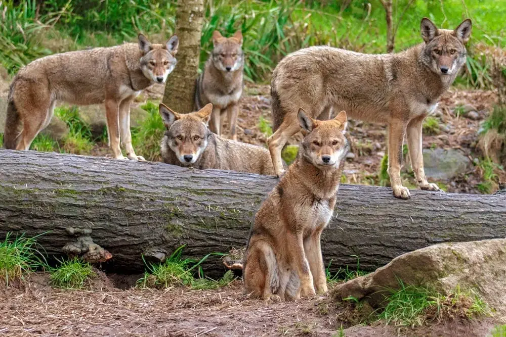 Red Wolf