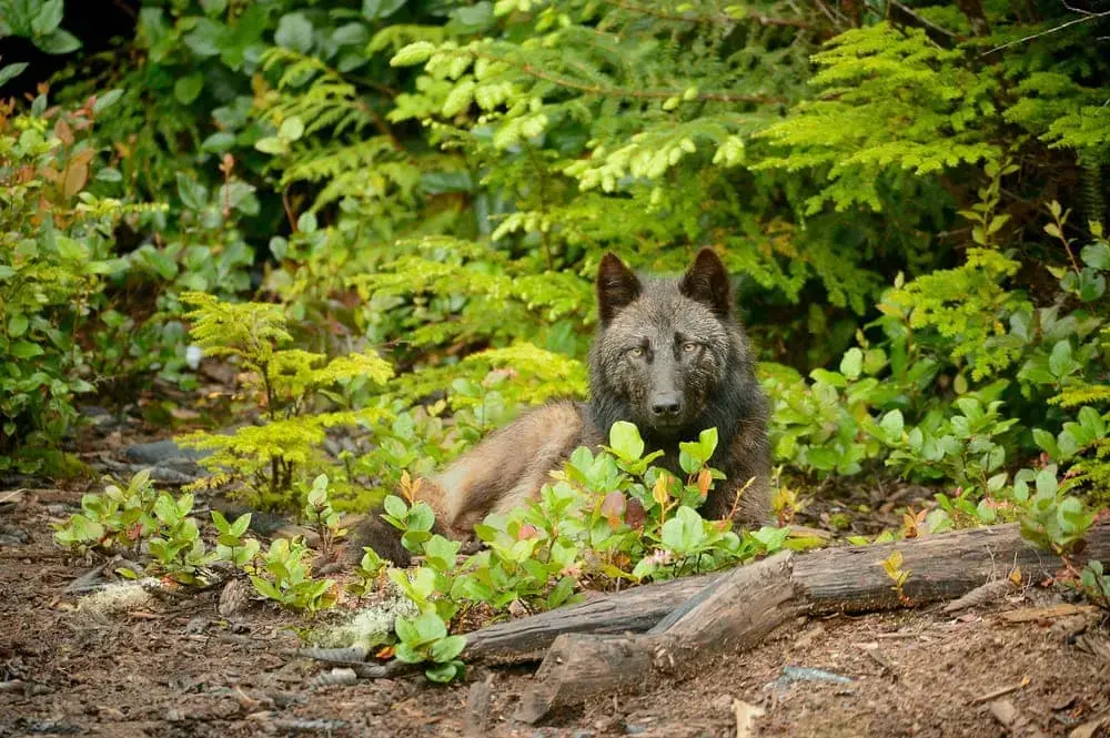 Vancouver Wolf